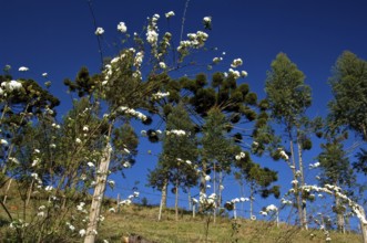 Araucária, Santo Antônio do Pinhal, São Paulo, Brazil