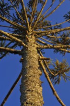 Araucária, Santo Antônio do Pinhal, São Paulo, Brazil