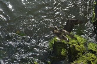 Pelicans, Viña Del Mar, Chile