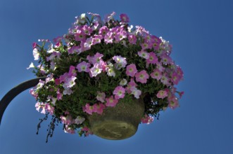 Flowers, Viña Del Mar, Chile