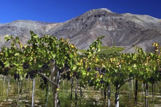 Grapes Plantation, Vicuña, Chile