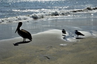 Beach, Papudo, Santiago, Chile