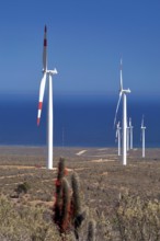 Eólico Park of Canela, Canela, Chile