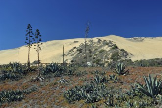 Observatory of Sea Wolves, Dunes, Viña Del Mar, Chile