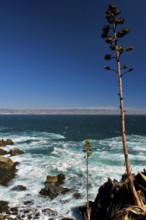 Observatory of Sea Wolves, Sea Lion Bay, Viña Del Mar, Chile