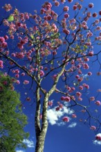 Ipê-roxo-de-bola, Tabebuia Impetiginosa, Eixo Monumental, Brasília, DF, Brazil