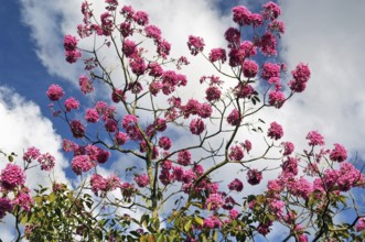 Ipê-roxo-de-bola, Tabebuia Impetiginosa, Eixo Monumental, Brasília, DF, Brazil