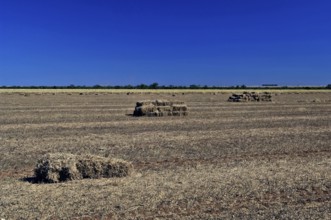 Straw of Soy field, Luiz Eduardo Magalhães, Bahia, Brazil