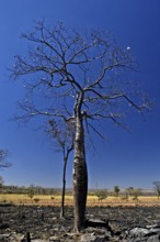 Paineira Barriguda queimada, Luiz Eduardo Magalhães, Bahia, Brazil