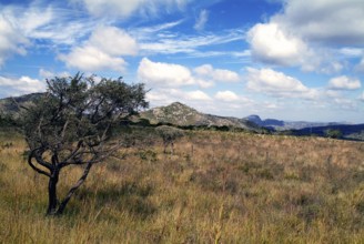 Campo de Altitude, Altiplano, Savana, Cerrado, Diamantina, Minas Gerais, Brazil