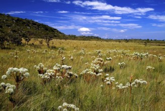 Campo de Chuveirinhos, Paepalanthu, Gouveia, Minas Gerais, Brazil