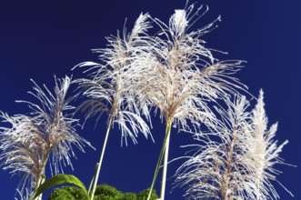 Flower of Sugarcane, Pirinópolis, Goiás, Brazil