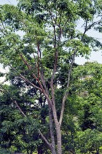 Tree, Copaíba, Distrito Federal, Brasília, Brazil
