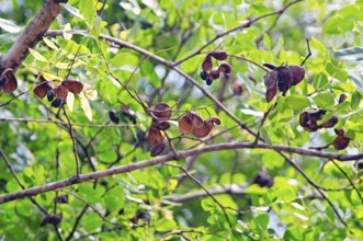 Seed of Copaíba, Distrito Federal, Brasília, Brazil