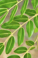 Leaves, Copaíba, Distrito Federal, Brasília, Brazil