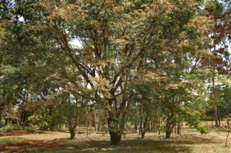Tree, Copaíba, Distrito Federal, Brasília, Brazil
