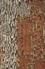 Trunk, Copaíba, Distrito Federal, Brasília, Brazil