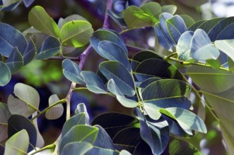 Leaves, Copaíba, Distrito Federal, Brasília, Brazil