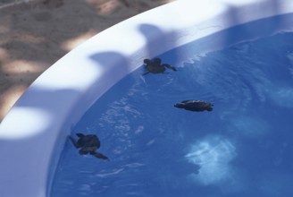 Turtles, Forte Beach, S.J. da Mata, Bahia, Brazil