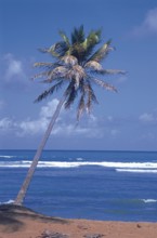 Coconut, Forte Beach, S.J. da Mata, Bahia, Brazil