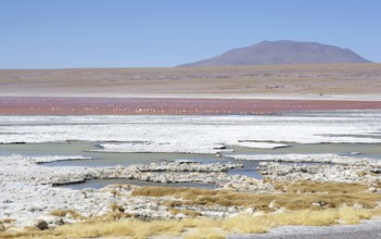 Laguna Colorada - Reserva nacional de fauna andina Eduardo Abaroa - Deserto do Lipez - Departamento