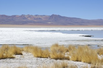 Estacion termale - Reserva nacional de fauna andina Eduardo Abaroa - Deserto do Lipez -