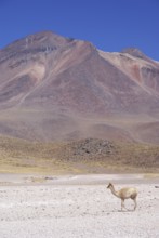 Sector Lagunas Miscanti y Miñiques, Los Flamencos Reserve National, Atacama Desert, Region de