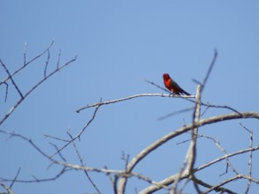 Príncipe, Verão, Vermilion Flycatcher, Pyrocephalus rubinus, Pantanal, Mato Grosso do Sul, Brazil