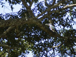 Martin-pescador-matraca, Ringed-Kingfisher, Pantanal, Mato Grosso do Sul, Brazil