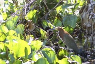 Soco-boi, Rufescent Tiger Heron, Tigrisoma lineatum, Pantanal, Mato Grosso do Sul, Brazil