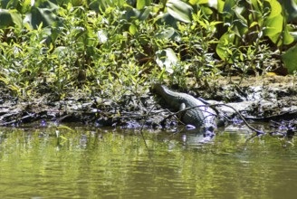 Animal, Alligator, Pantanal, Mato Grosso do Sul, Brazil