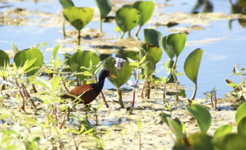 Coffee, Wattled, Jaçanã, Pantanal, Mato Grosso do Sul, Brazil