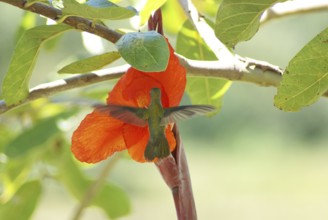 Hummingbird, Pantanal, Mato Grosso do Sul, Brazil