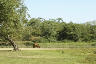Farm, Pantanal, Mato Grosso do Sul, Brazil