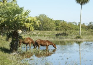 ATENÇÃO: NÃO PODEMOS REPRESENTAR ESSA IMAGEM FORADA AMERICA LATINA