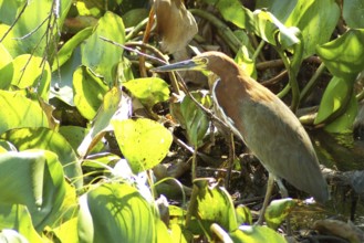 Soco-boi / Rufescent Tiger Heron (Tigrisoma lineatum) ATENÇÃO: NÃO PODEMOS REPRESENTAR ESSA IMAGEM