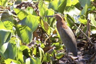 Soco-boi, Rufescent Tiger Heron, Tigrisoma lineatum, Pantanal, Mato Grosso do Sul, Brazil