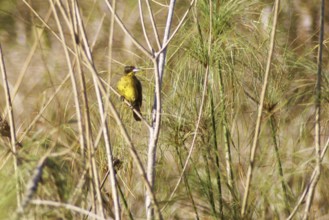 Dray, Unicolored Blackbird, Agelaius cyanopus, Pantanal, Mato Grosso do Sul, Brazil ATENÇÃO: NÃO