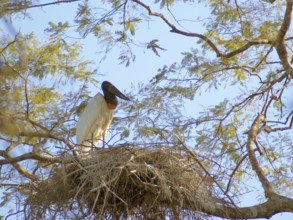 Tuiuiu or Jaburu, Jabiru Stork, Jabiru mycteria, Pantanal, Mato Grosso do Sul, Brazil ATENÇÃO: NÃO