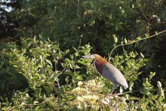 Soco-boi, Rufescent Tiger Heron, Tigrisoma lineatum, Pantanal, Mato Grosso do Sul, Brazil ATENÇÃO: