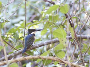 Martin-pescador-pequeno, macho, Green Kingfisher, Chloroceryle americana, Pantanal, Mato Grosso do