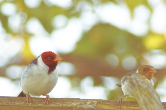 Ladybug, Cardinal Yellow-billed, Paroaria capitata, Pantanal, Mato Grosso do Sul, Brazil ATENÇÃO: