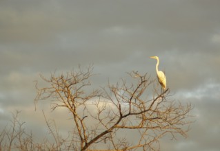 Heron-white, Great Egret, Ardea Alba, Pantanal, Mato Grosso do Sul, Brazil ATENÇÃO: NÃO PODEMOS