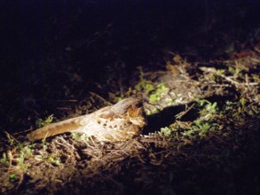Curiango, Pauraque, Nyctidromus albicollis, Pantanal, Mato Grosso do Sul, Brazil ATENÇÃO: NÃO