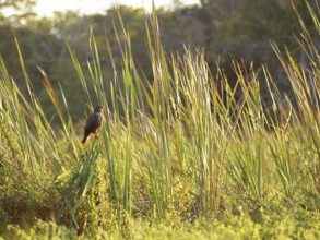 Bird, Pantanal, Mato Grosso do Sul, Brazil