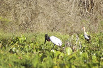 Tuiuiu or Jaburu, Jabiru Stork, Jabiru mycteria, Tabuiaia, Maguari Stork, Ciconia Maguari, Euxenura