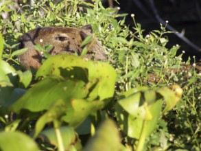 Animal, Capybara, Pantanal, Mato Grosso do Sul, Brazil ATENÇÃO: NÃO PODEMOS REPRESENTAR ESSA IMAGEM