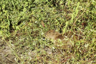 Animal, Capybara, Pantanal, Mato Grosso do Sul, Brazil