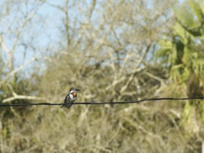 Martin-pescador-pequeno, macho, Green Kingfisher, Chloroceryle americana, Pantanal, Mato Grosso do