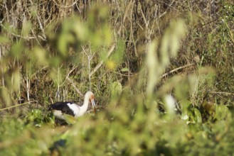 Tabuiaia, Maguari Stork, Ciconia Maguari, Euxenura maguari, Pantanal, Mato Grosso do Sul, Brazil